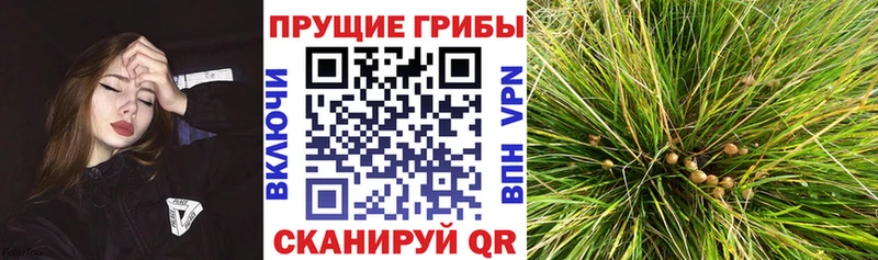 цена наркотик  Верея  blacksprut сайт  Псилоцибиновые грибы прущие грибы 
